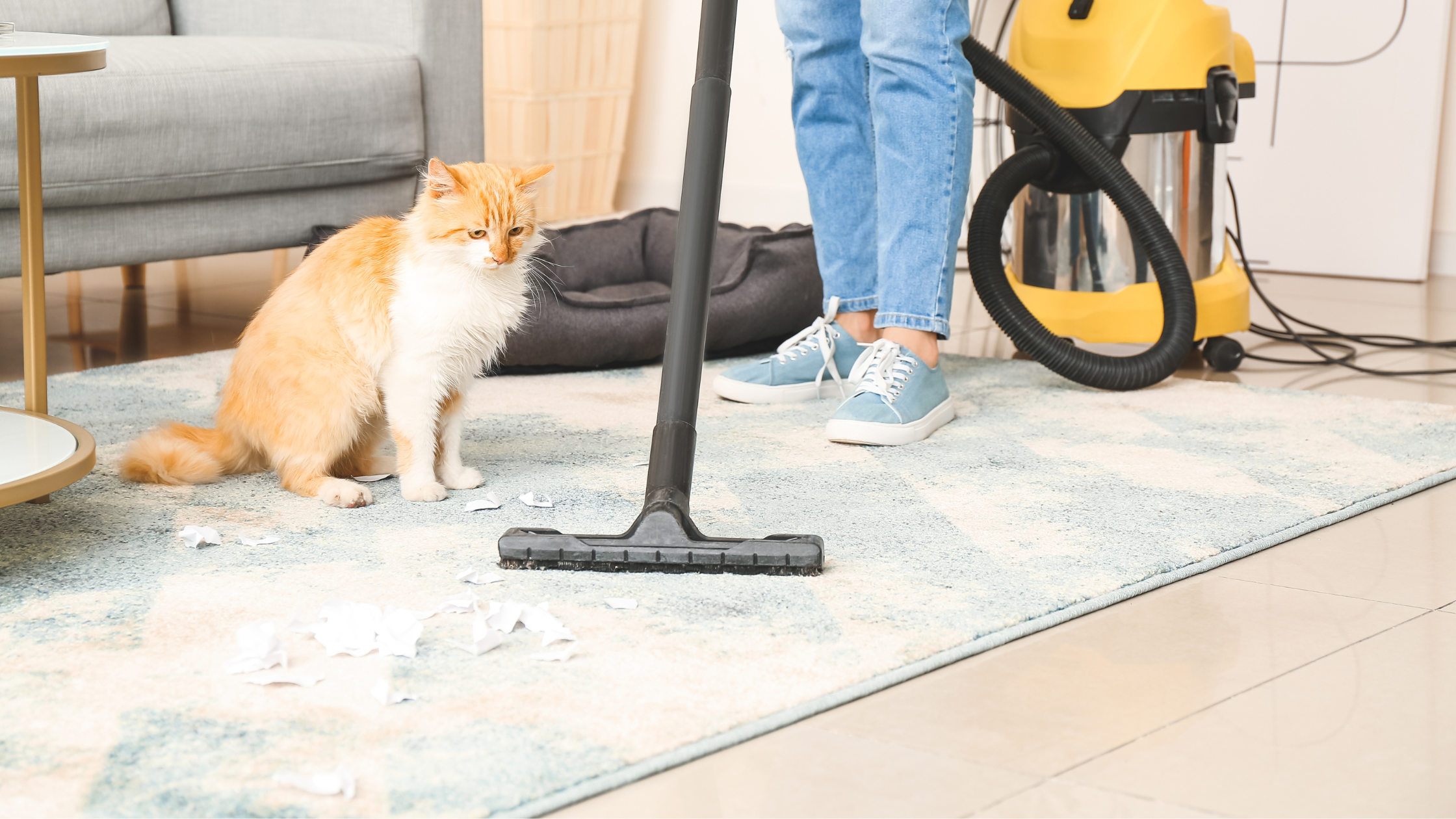 5 Simple Cleaning Hacks for Pet-Friendly Apartments in Cookeville