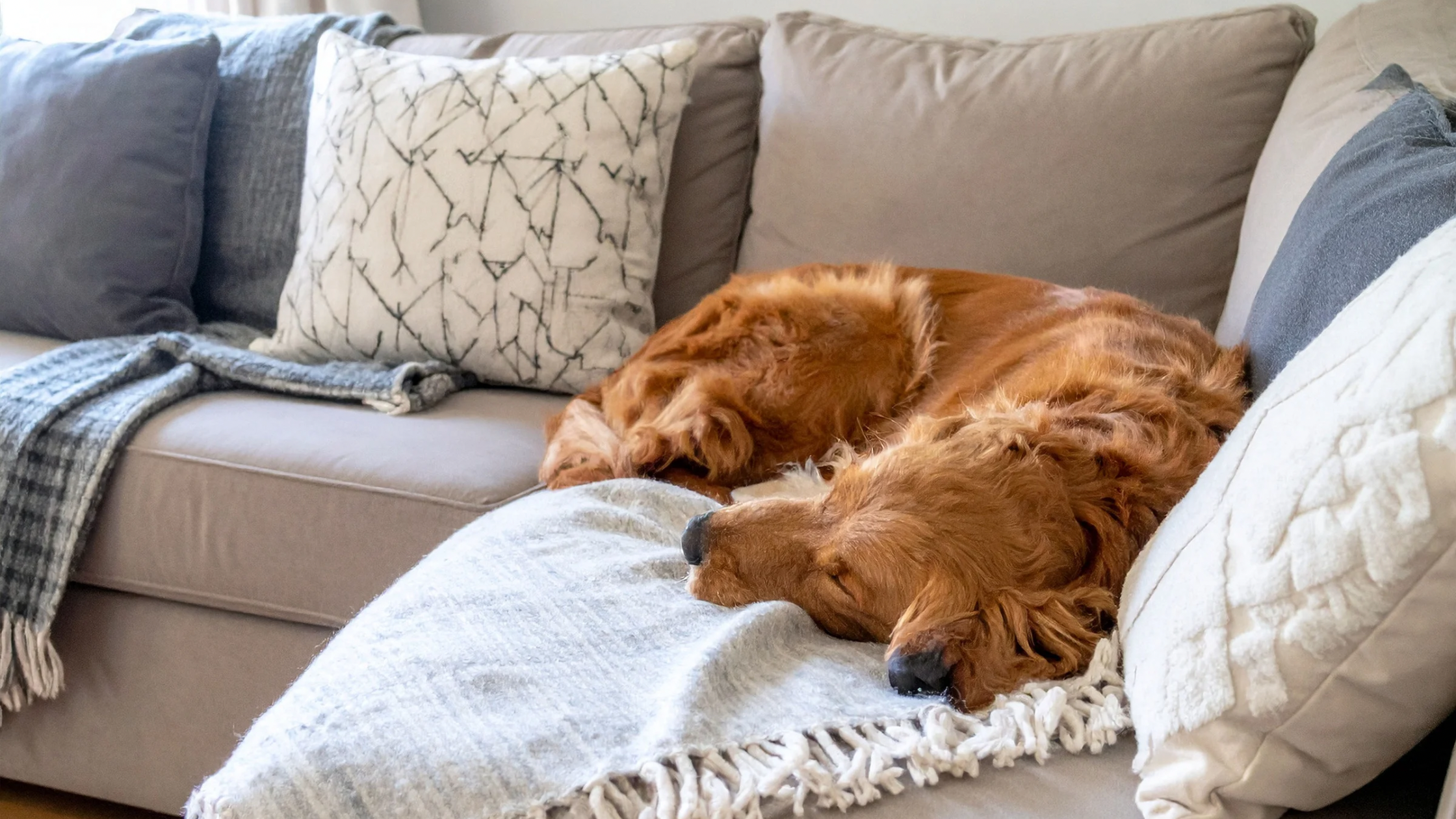 dog laying on couch at westgate apartments in cookeville 