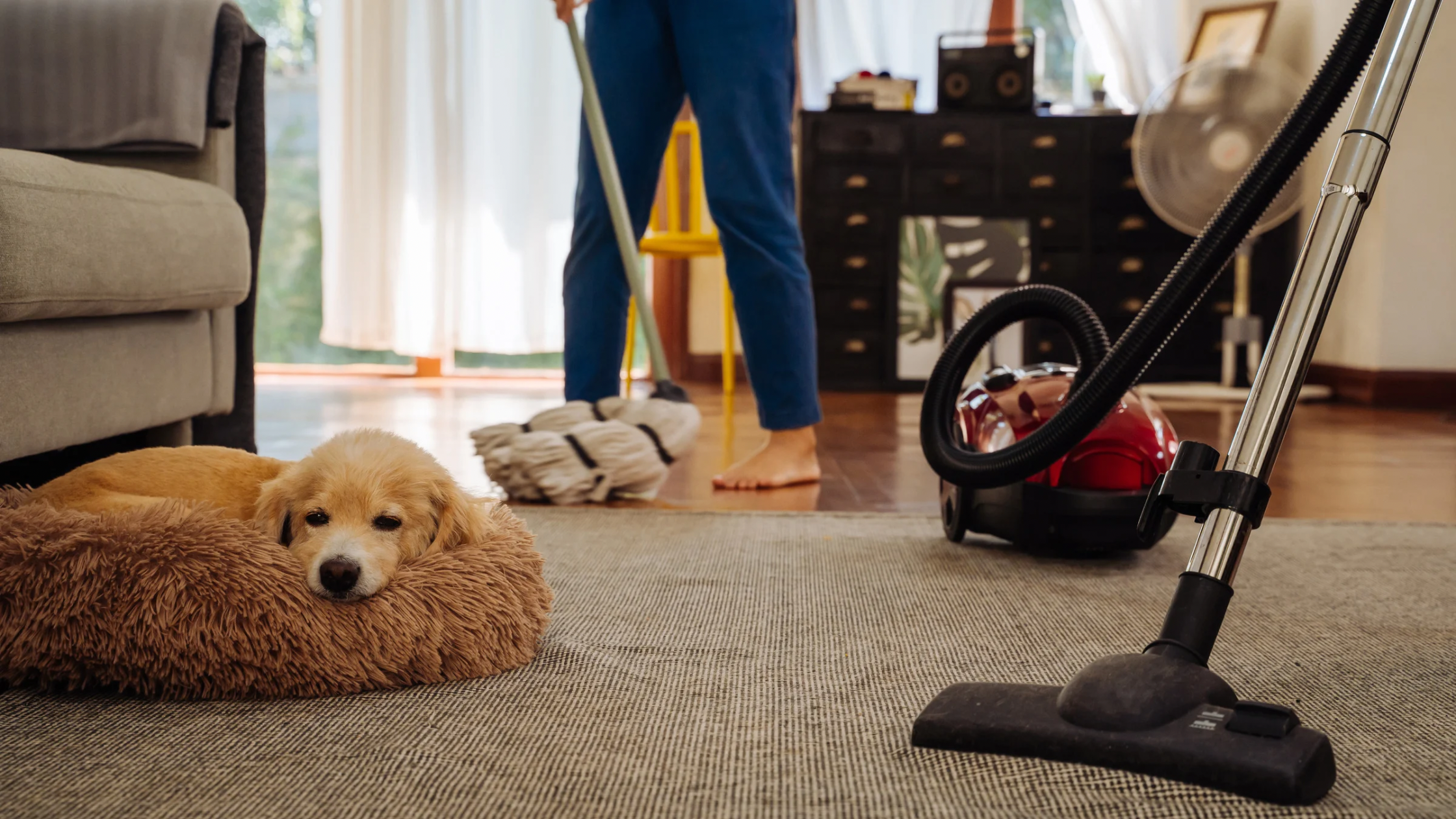 pet laying on floor in cookeville apartment