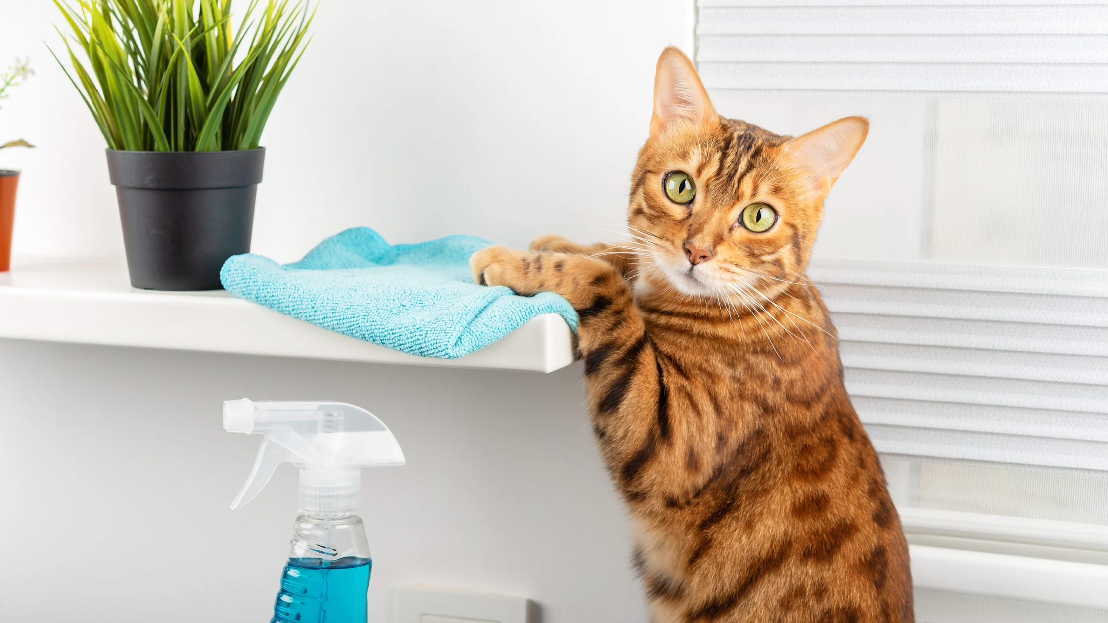 cat wiping shelf in cookeville pet friendly apartment
