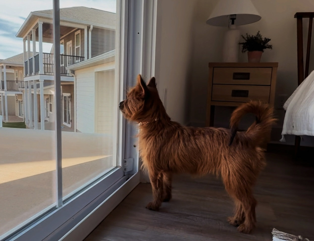Pet Amenities Checklist for Cookeville, TN Apartment Hunters with Dogs and Cats